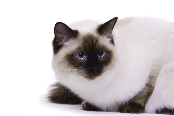 Kot z niebieskimi oczami — Zdjęcie stockowe