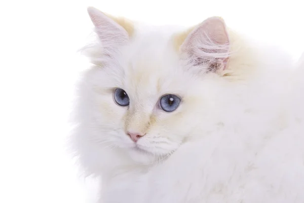 Kočka s modrýma očima portrét — Stock fotografie