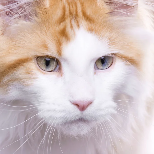 Kedi portre, maine coon — Stok fotoğraf