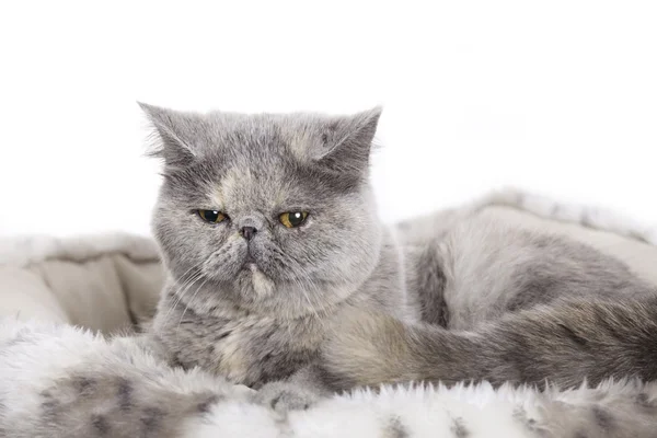 エキゾチックなペルシャ猫 — ストック写真