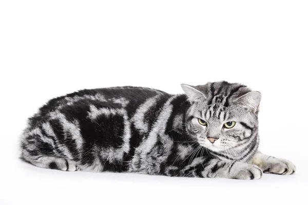 Kočka, britská krátkosrstá — Stock fotografie