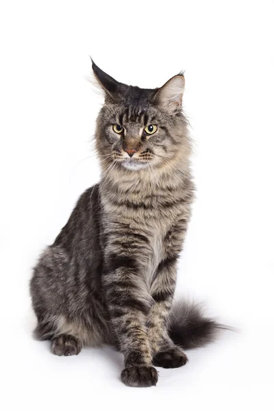 Γάτα πορτρέτο, maine coon — Φωτογραφία Αρχείου