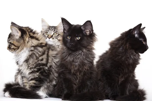 Группа красивых котят Мэн Кун — стоковое фото