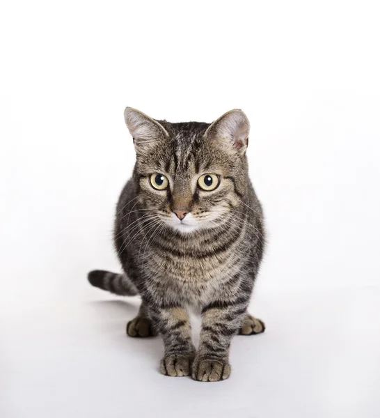 Katze, europäische Hauskatze — Stockfoto