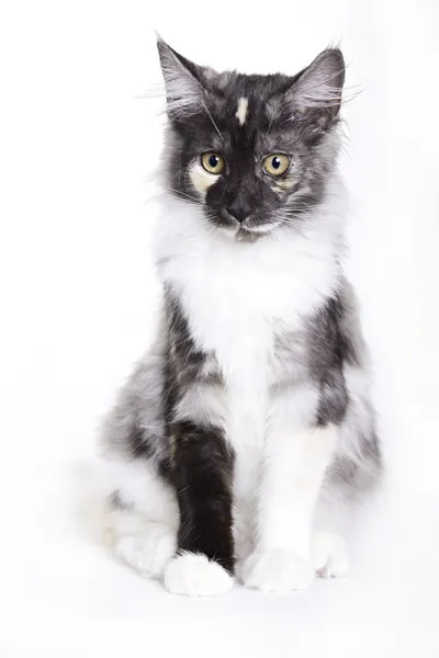 Katze, junger Maine Coon — Stockfoto