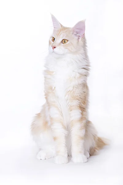 Kırmızı kedi, genç maine coon — Stok fotoğraf