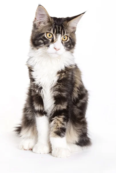 年轻的缅因库恩猫 — 图库照片
