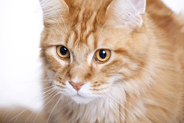 Červená kočka, mladý maine coon — Stock fotografie