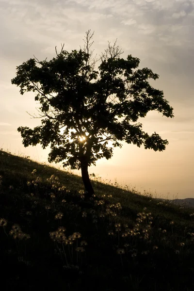 stock image Tree in sunset