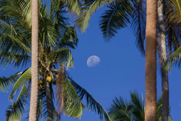 Palm trees with the moon — Stock Photo, Image