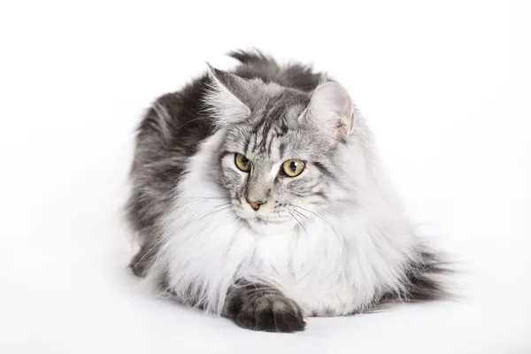 Krásná kočka, maine coon — Stock fotografie