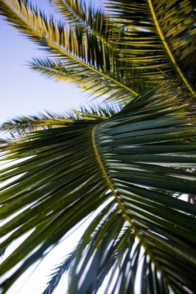 stock image Palm tree