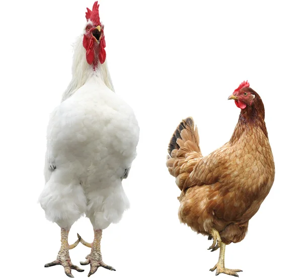 Забавная курица и петух — стоковое фото