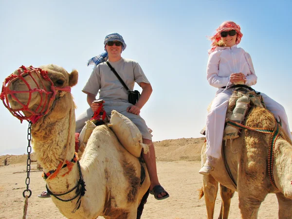 Путешествуя на верблюдах в Египте — стоковое фото