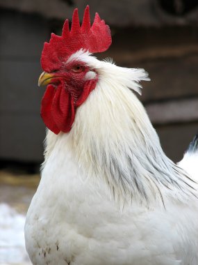 White rooster head clipart