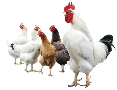 White cock and hens isolated clipart