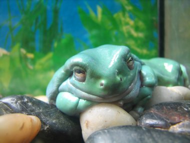 Blue frog in zoo