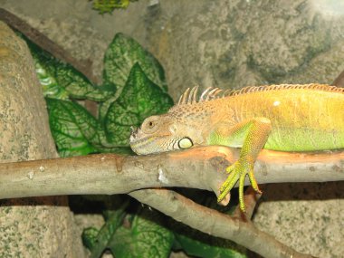 iguana kertenkele