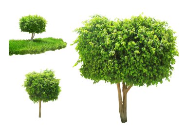 Tree isolated clipart