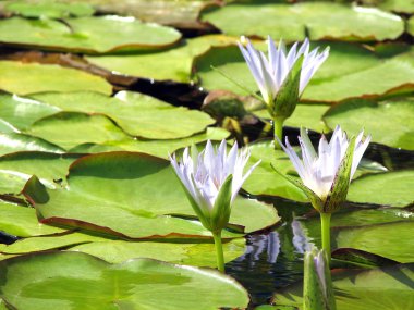 Lotus çiçekleri