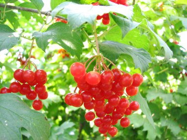 Red viburnum berry clipart