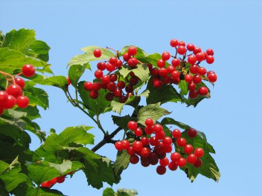 Red viburnum berry clipart