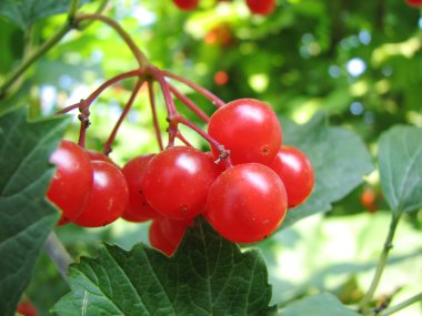 Red viburnum berry clipart