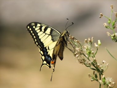 Sarı machaon kelebek