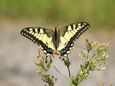 Sarı machaon kelebek