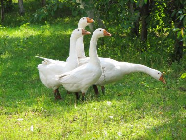 White geese on the green grass clipart