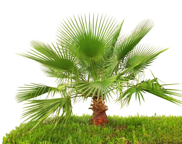 Palmträd på grönt gräs isolerade — Stockfoto
