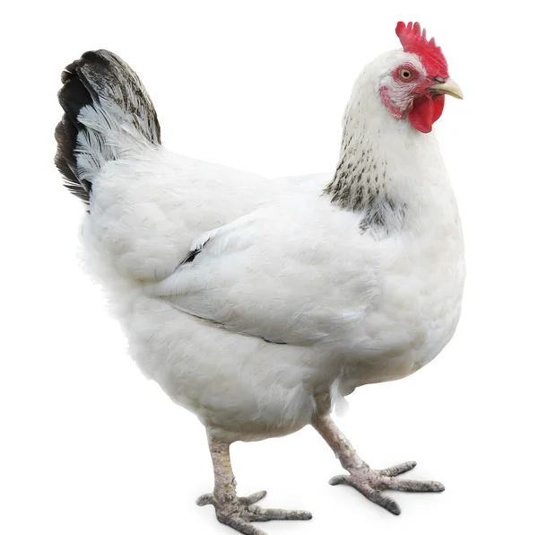 Poule, poulet isolé — Photo