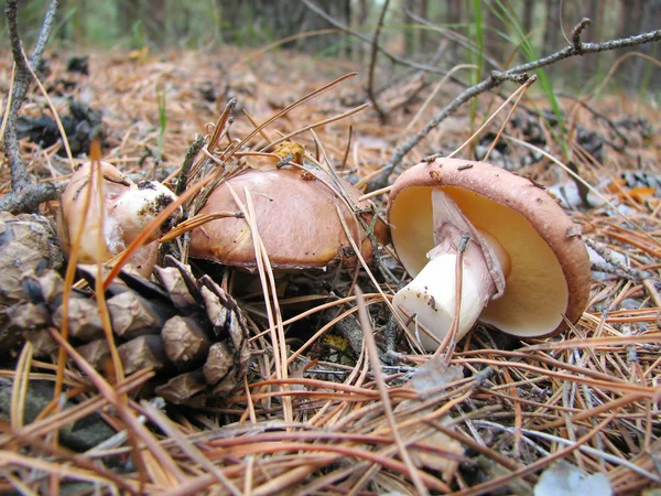 숲 속의 버섯 — 스톡 사진
