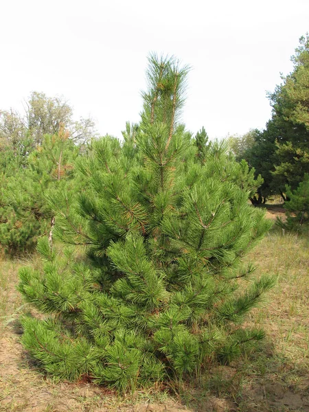 stock image Pine tree in the forest