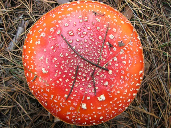 Cogumelo agárico voador — Fotografia de Stock