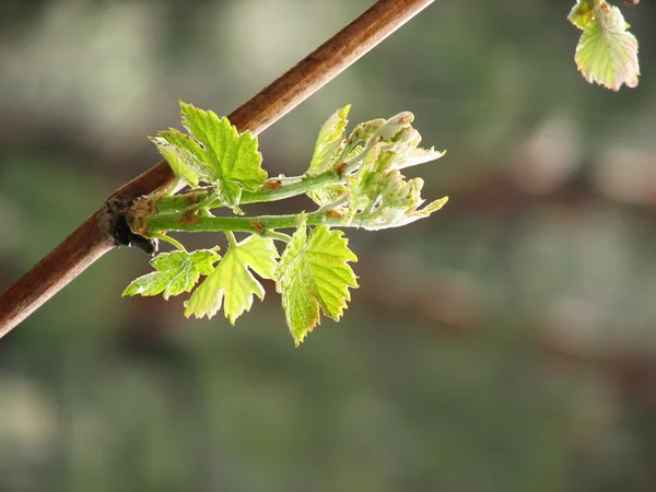 Ramo d'uva — Foto Stock