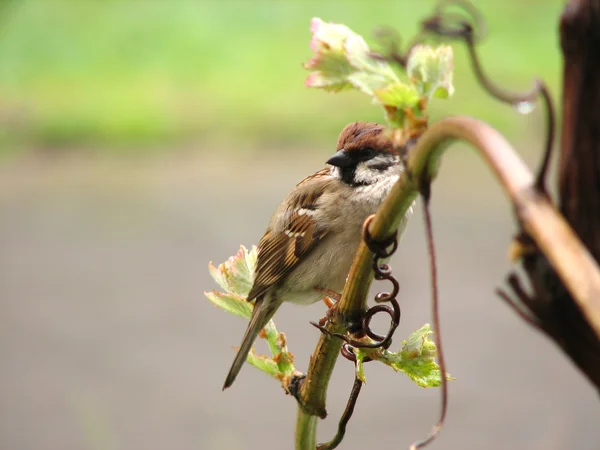 Sparrow bird on the grapes branch — Stock Photo, Image