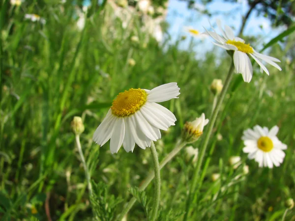 Daisy wildflowers — Stock Photo, Image