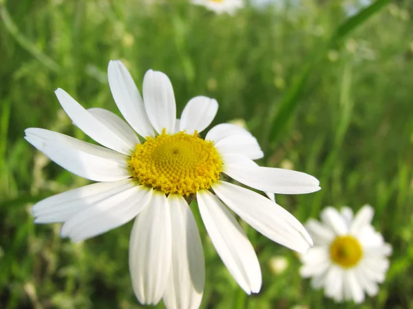 Vackra kamomill, daisy wildflower — Stockfoto