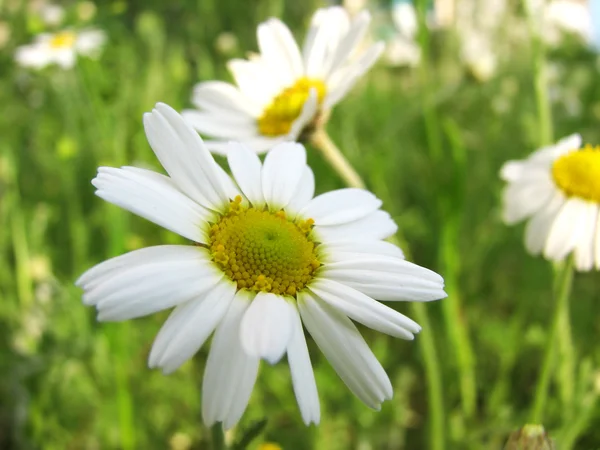 Chamomile wildflower on the green — Stock Photo, Image