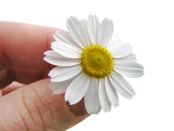 Flor selvagem de camomila na mão humana — Fotografia de Stock