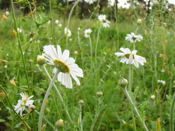 Chamomile wildflowers on meadow — Stock Photo, Image