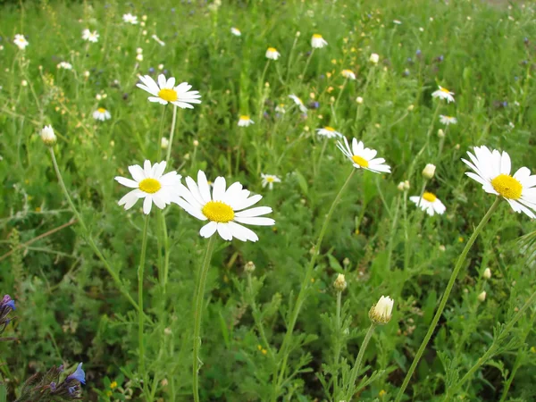 Chamomile wildflowers — Stock Photo, Image