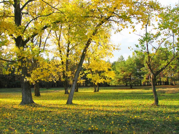 Paisaje dorado otoño — Foto de Stock
