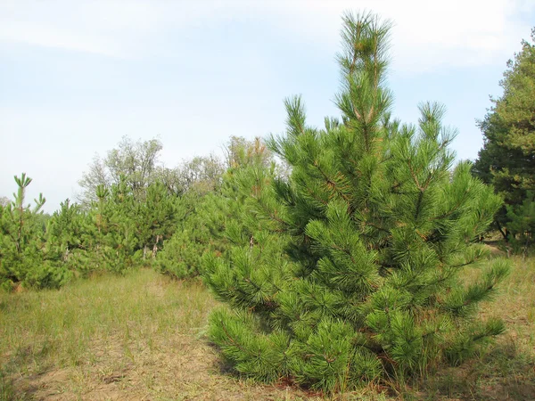 stock image Pine tree in the forest