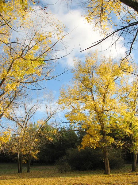 stock image Golden autumn landscape, sky