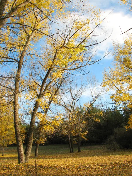 金色的秋天风景 — 图库照片
