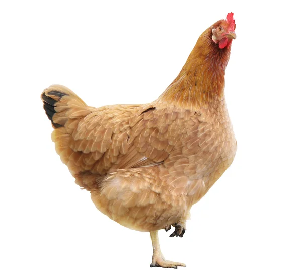 Beyaz zemin üzerine tavuk — Stok fotoğraf