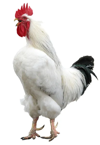 White rooster sings isolated — Stock Photo, Image