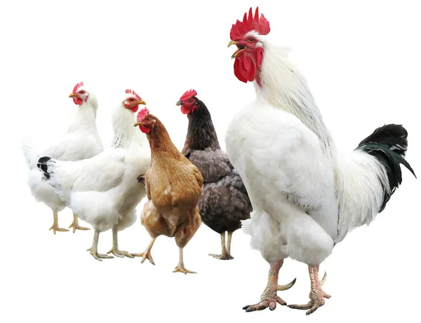 White cock and hens isolated — Stock Photo, Image